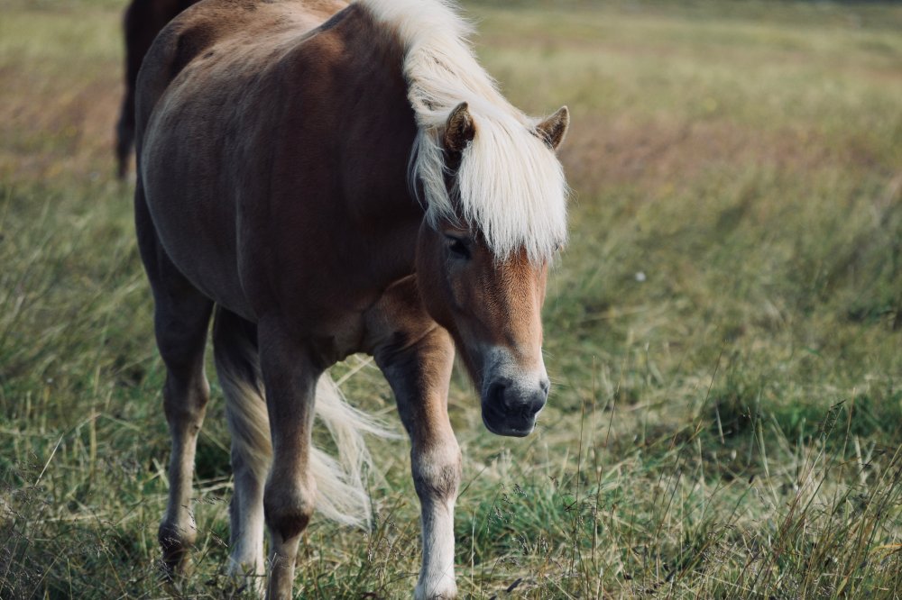 Vill ditt barn börja på ponnyridning i Stockholm?