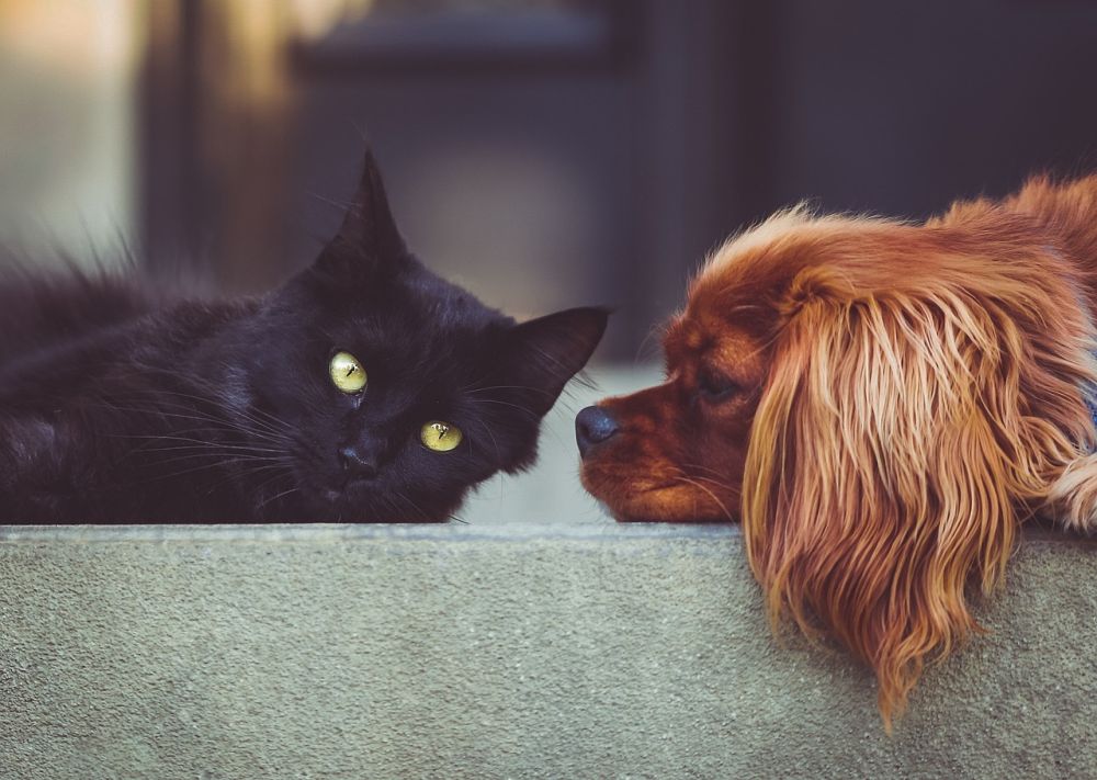 Avlivning hund  ett svårt beslut med omsorg i fokus