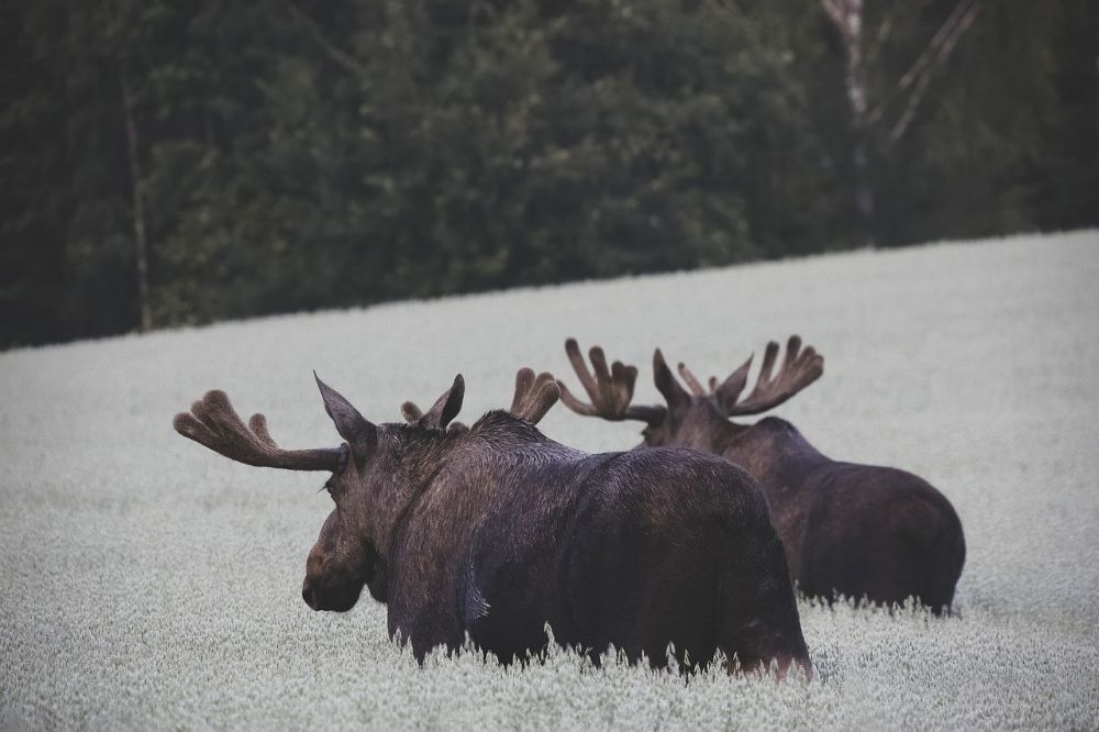 Moosepark  nära möten med skogens konung i småland